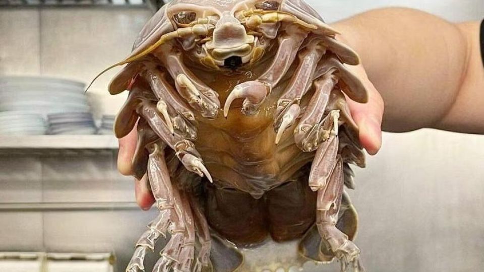 For $65 you get ramen with a 14-legged isopod