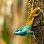 Mekong region hosts hundreds of newly discovered species