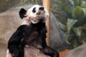 Beijing Zoo welcomes giant panda Ya Ya with online jubilation